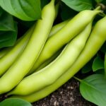 lima-beans-health-benefits-recipes-growing-tips